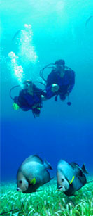 Divers in the Great Maya Reef