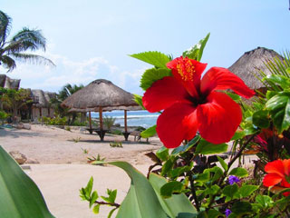 A hibiscus flower on Xpu Ha beach